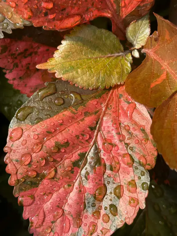 Deep autumn eye colors for seasonal color analysis: dark brown, deep hazel, and rich amber tones