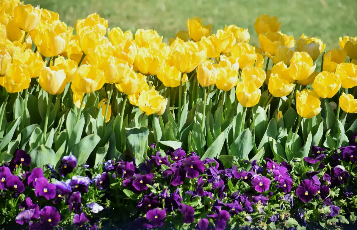 True spring color characteristics: warm, bright, clear tones for seasonal color analysis identification